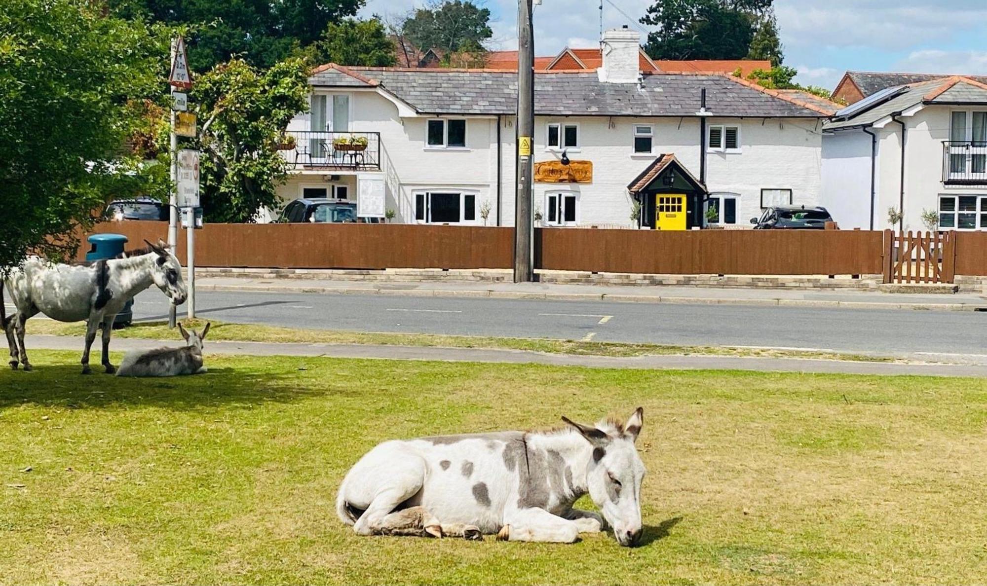 Cottage Lodge Hotel Brockenhurst Eksteriør bilde